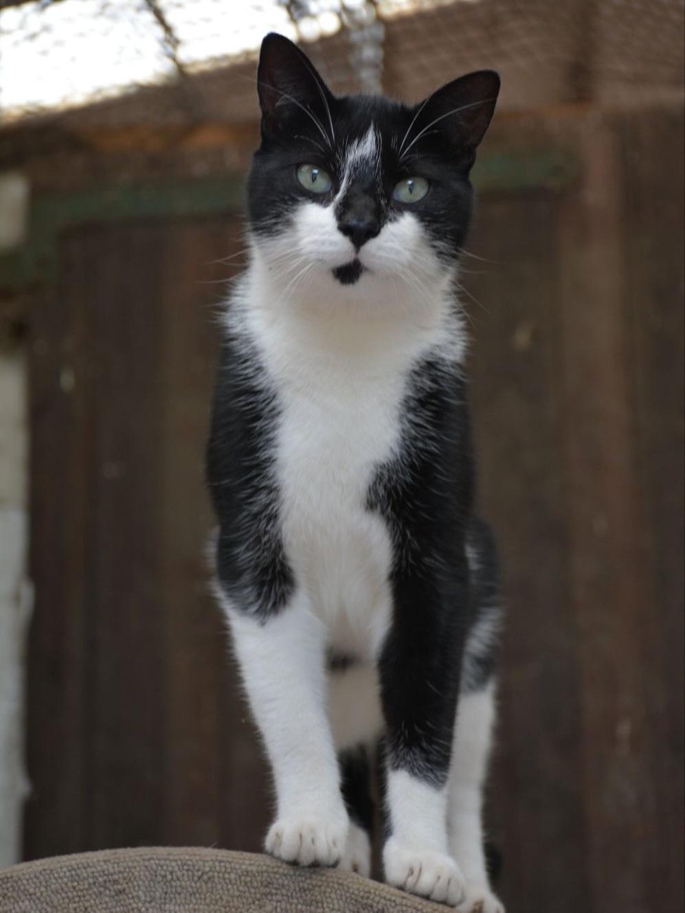 Stallkater